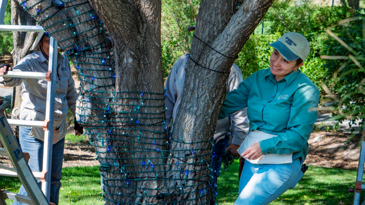 Ladder Safety for Arborists